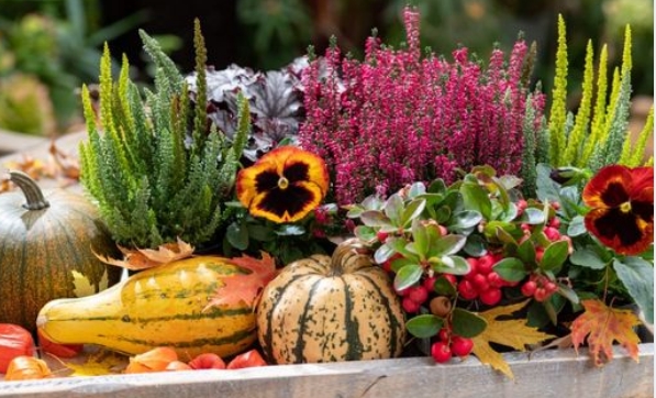 6 Tipps, um Balkon und Garten im Herbst zu bepflanzen